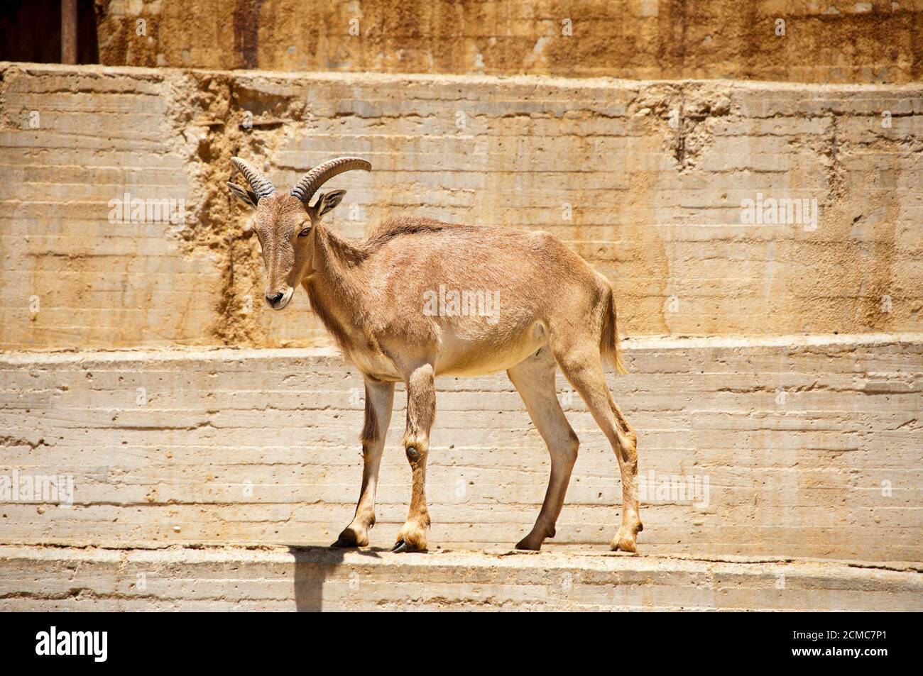 Cabra marrón subir unas escaleras en un zoológico Fotografía de stock -  Alamy