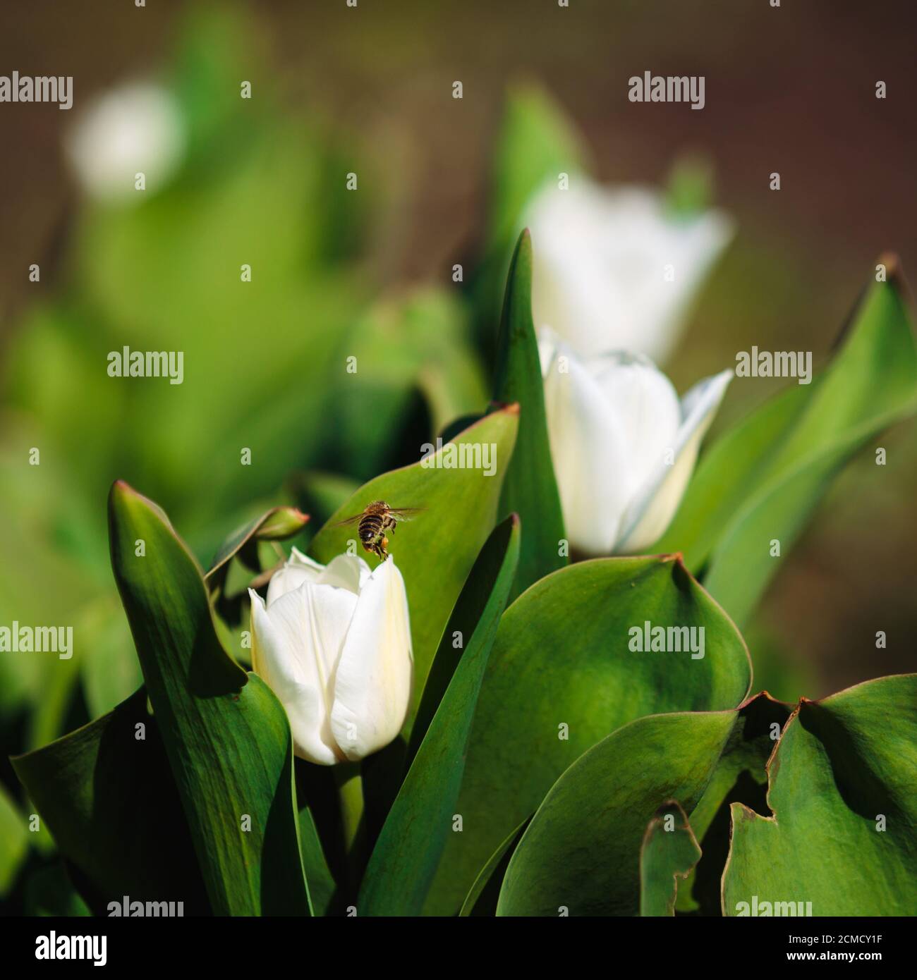 La abeja volando alrededor de las flores de tulipán blanco. El par de tulipanes blancos en flor sobre fondo borroso Foto de stock