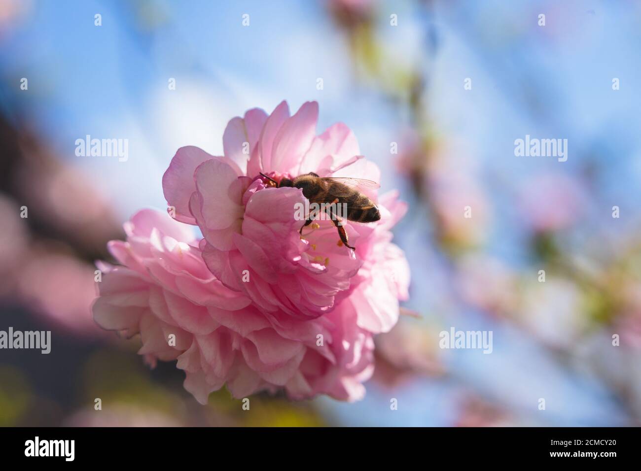 La abeja poliniza flores de color rosa ámbar sobre el fondo del cielo azul. Fotografía macro de insectos de primavera. Vista frontal Foto de stock