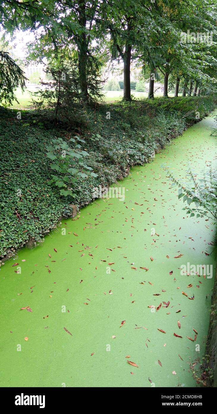 Crecimiento excesivo de algas en la zanja llena de agua Foto de stock