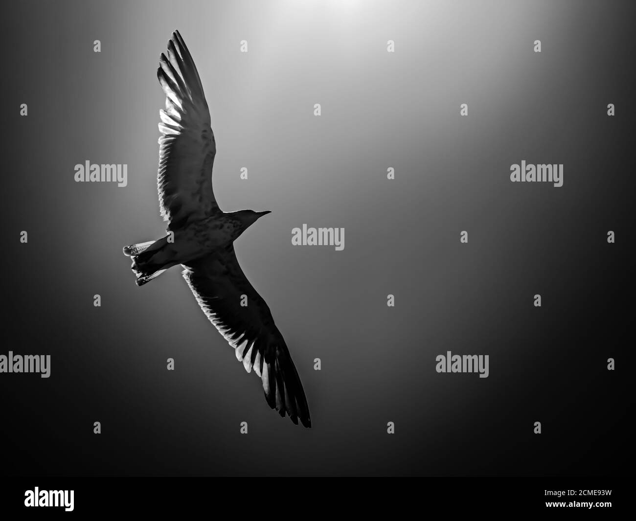 Seagull mostrando sus hermosas alas en blanco y negro Foto de stock