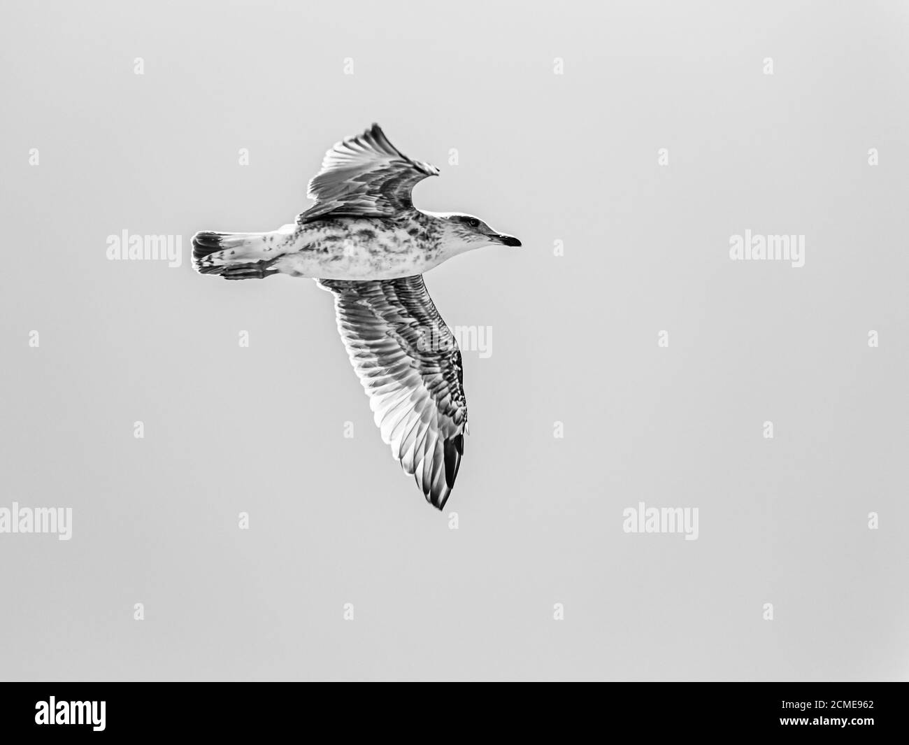 Gaviota volando con hermosas alas en blanco y negro Foto de stock