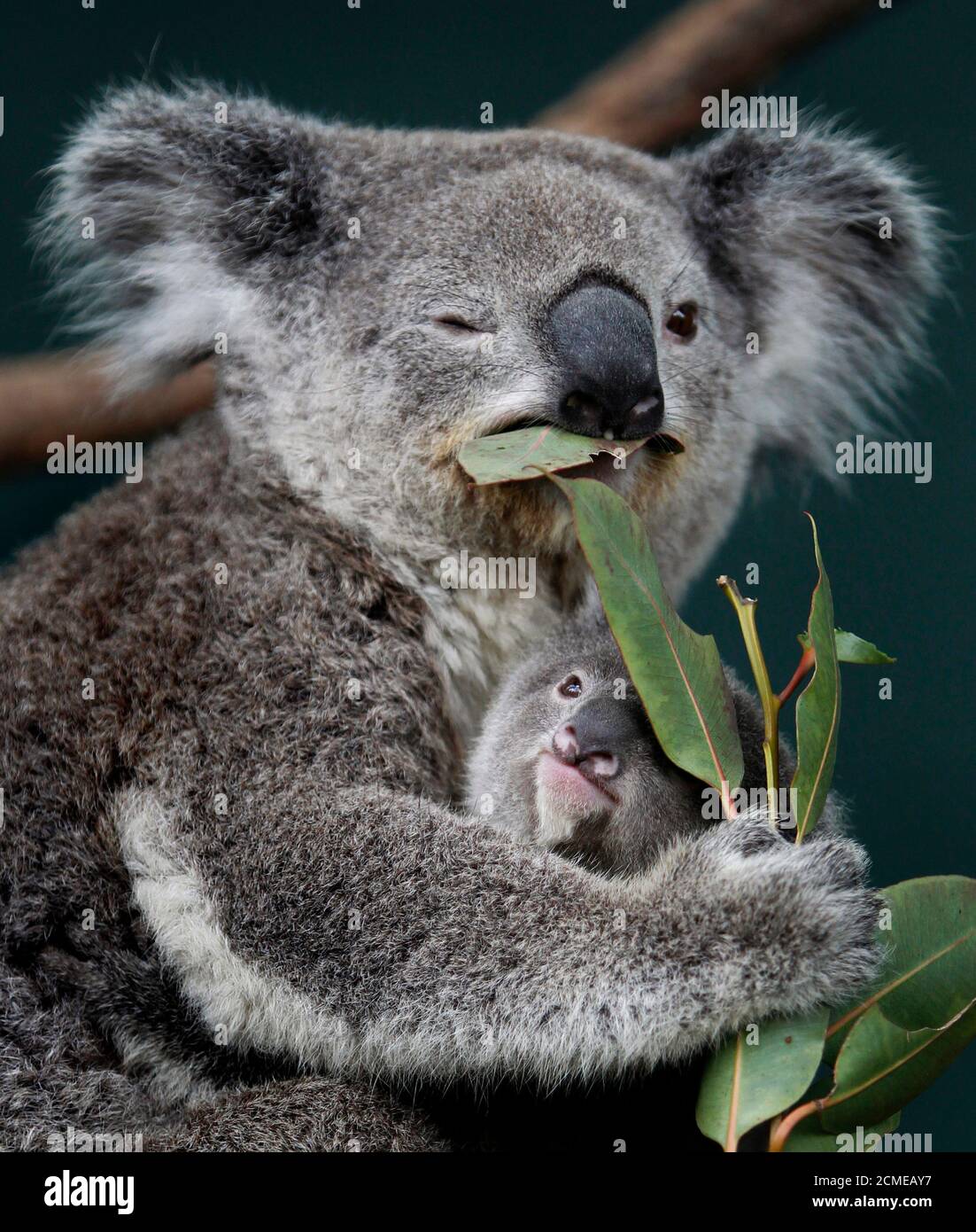 Un Koala Joey Llamado Boonda Abraza A Su Madre Elle Mientras Come Hojas De Eucalipto En Su Recinto En Wildlife World En Sydney El 28 De Junio De 11 El Zoologico Planea