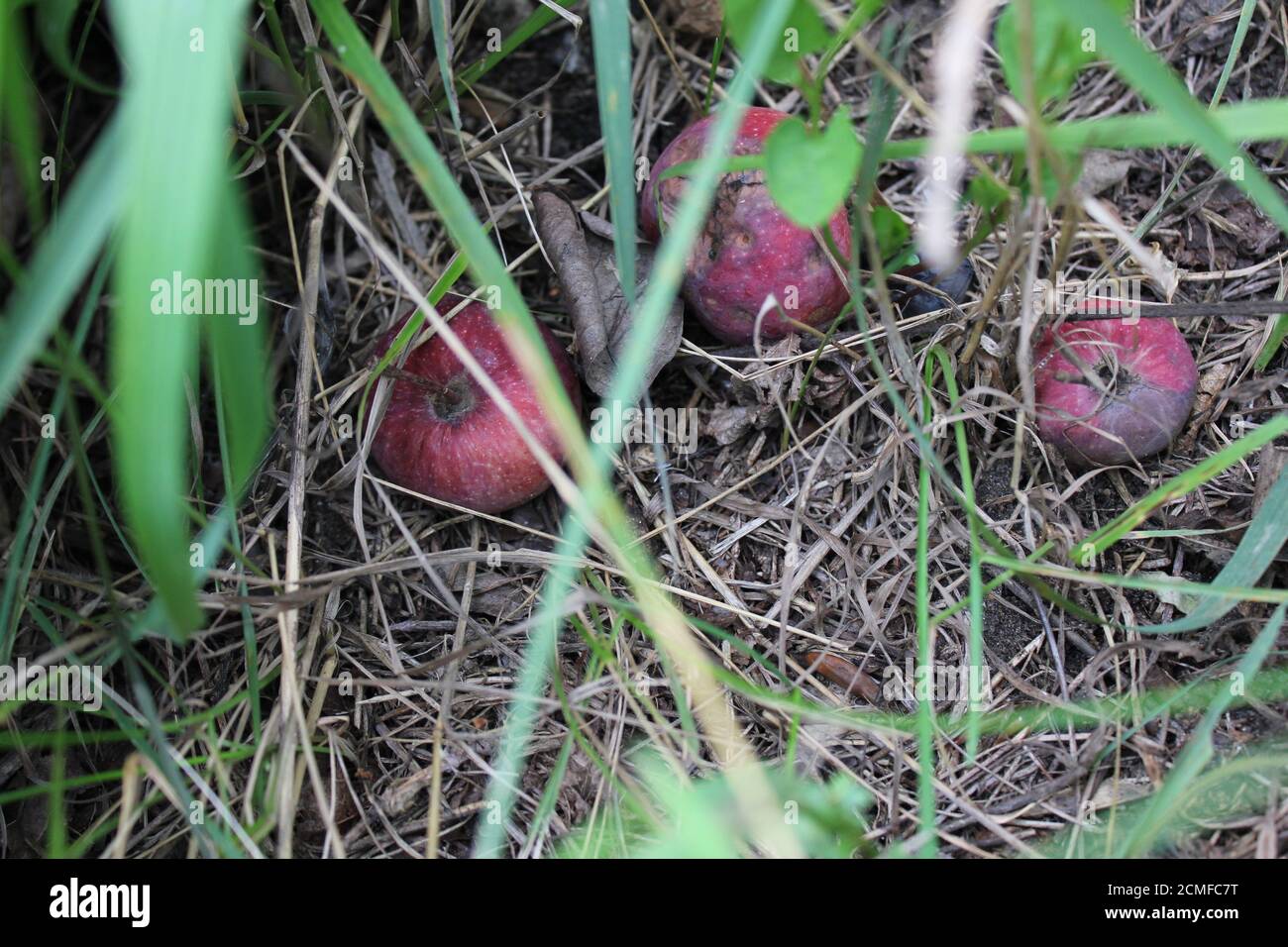 Tres manzanas podridas tendido en el suelo 20504 Foto de stock