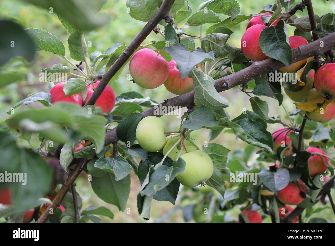 Rojo manzanas maduras en la rama 20518 Foto de stock