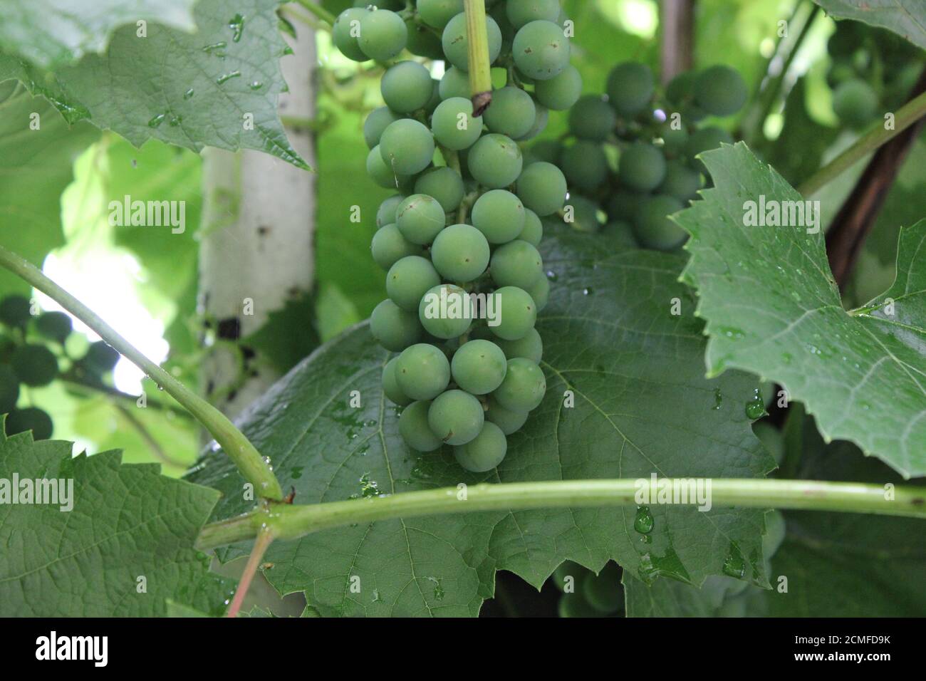 Uvas con hojas verdes 20537 Foto de stock