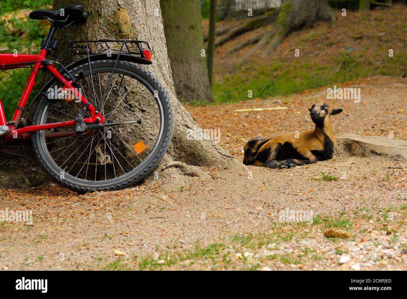 parte de la bicicleta apoyada en un tronco de árbol con relajación ovejas  Fotografía de stock - Alamy