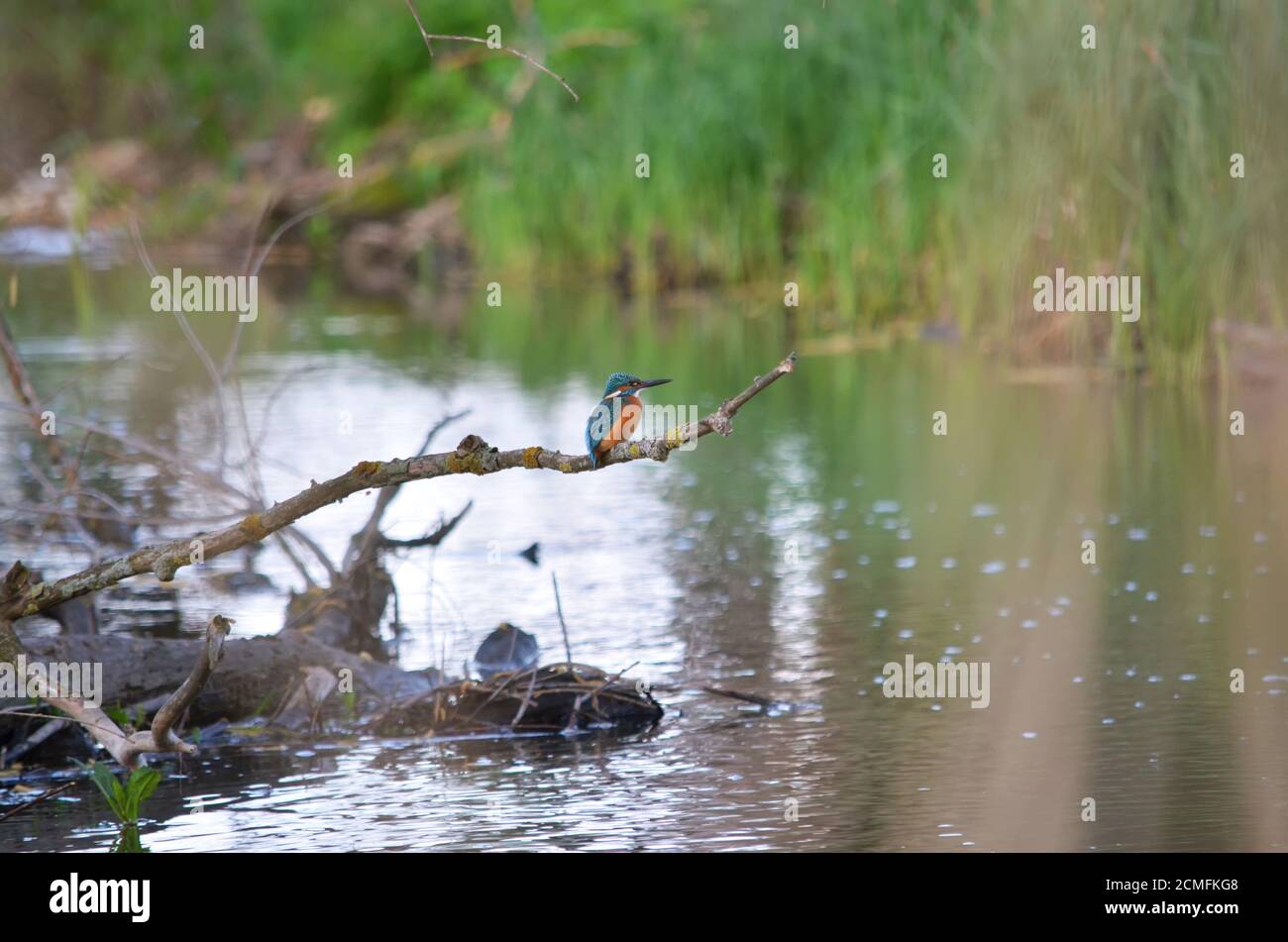 Común Kingfisher - Alcedo atthis. También conocido como el pescadero eurasiático, y el pescador de río. Kingfisher sentado en una rama por encima del agua. Foto de stock