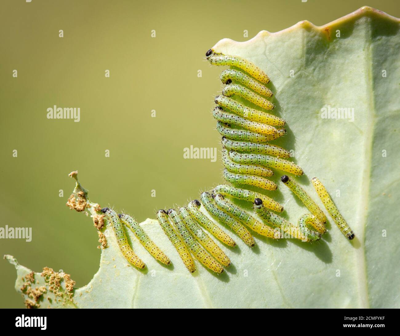 Muchas orugas de la mariposa blanca grande de la col (Pieris brassicae) alimentándose en una hoja de la col. Foto de stock