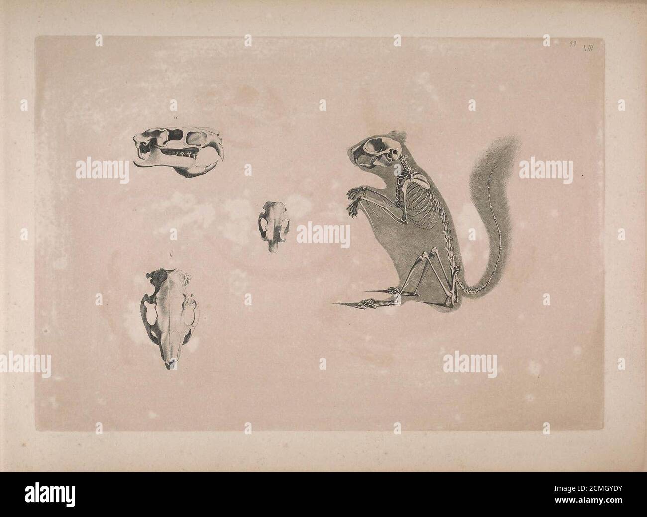 Ilustraciones de Edouard Joseph d’Alton de esqueletos de animales (1821