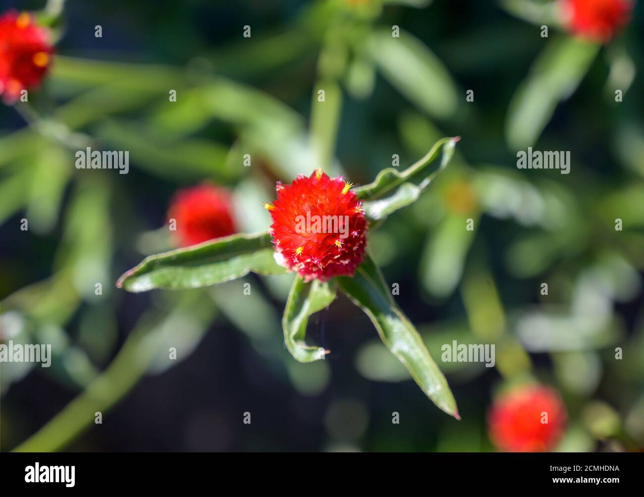 flor roja de la especie vegetal llamada amaranto globo Foto de stock