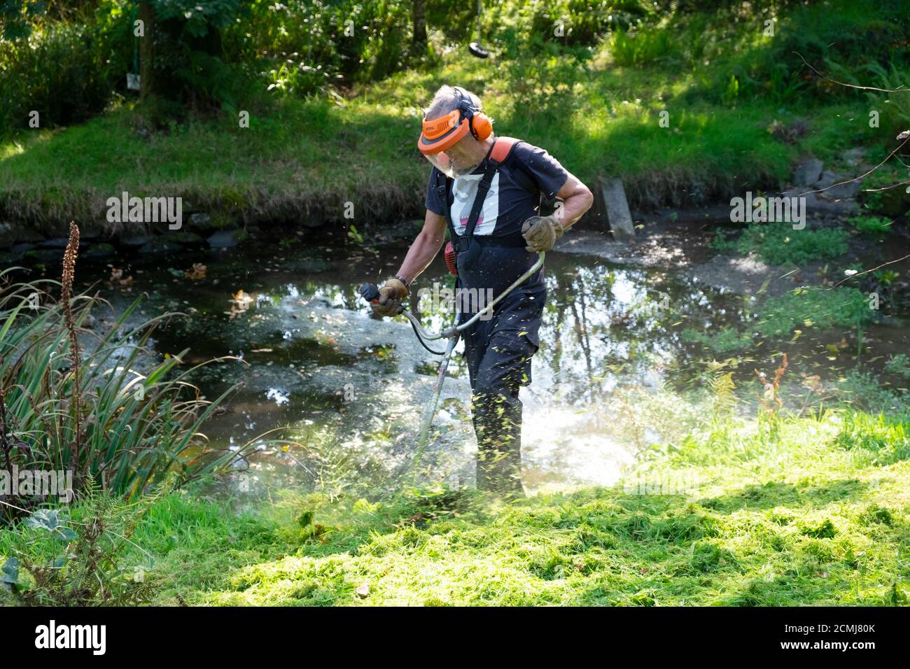 Hombre usando equipo de seguridad con strimmer alrededor del borde De un estanque del jardín del país en el otoño Carmarthenshire Wales Reino Unido KATHY DEWITT Foto de stock