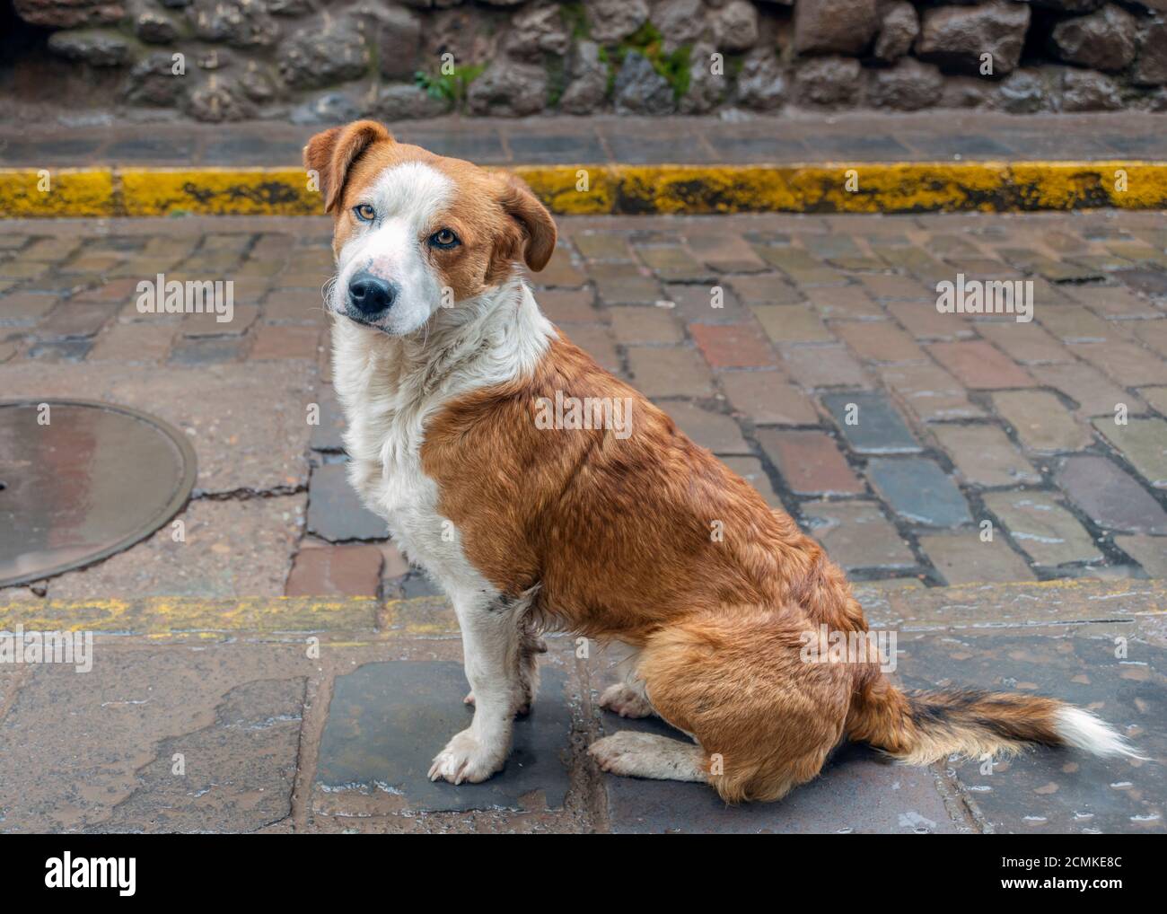 Peru cusco stray dog fotografías e imágenes de alta resolución - Alamy