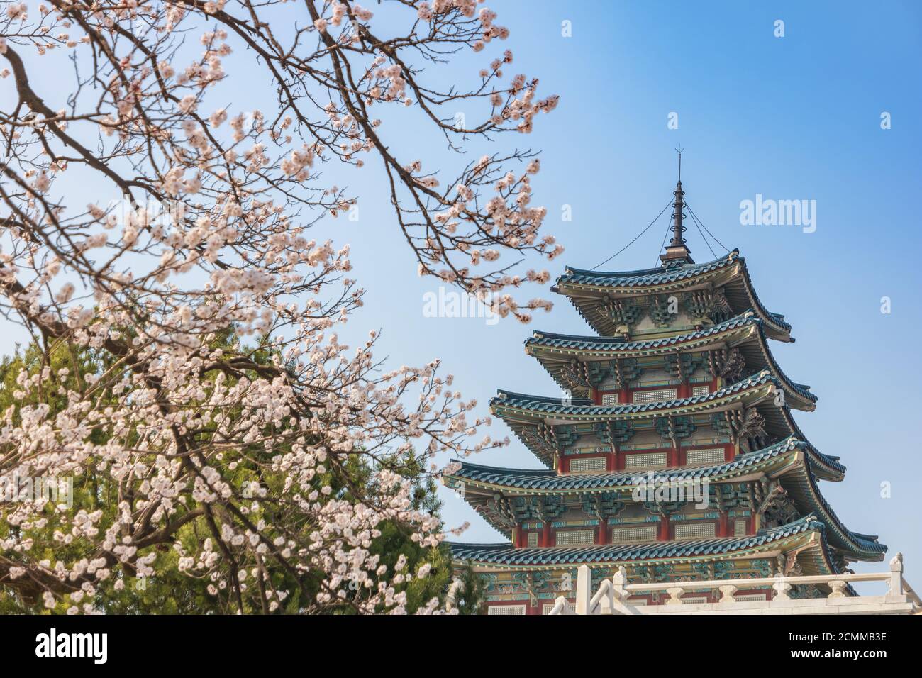 Primavera flor de cerezo o sakura flor en el Palacio Gyeongbokgung, Seúl, Corea del Sur Foto de stock