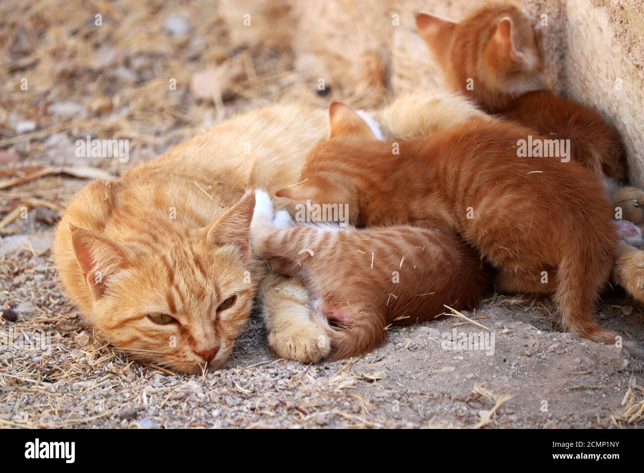 Madre gato con gatitos de jengibre sentado en una calle, enfoque selectivo. Familia de animales linda Foto de stock