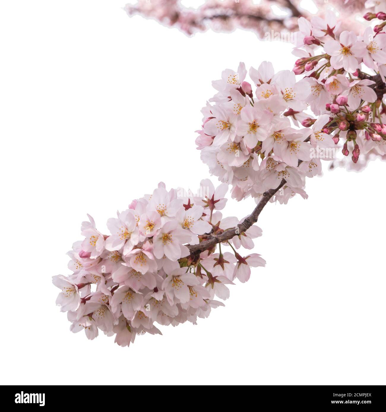 Primavera flor de cerezo Sakura flor aislado sobre fondo blanco con trazado de recorte Foto de stock