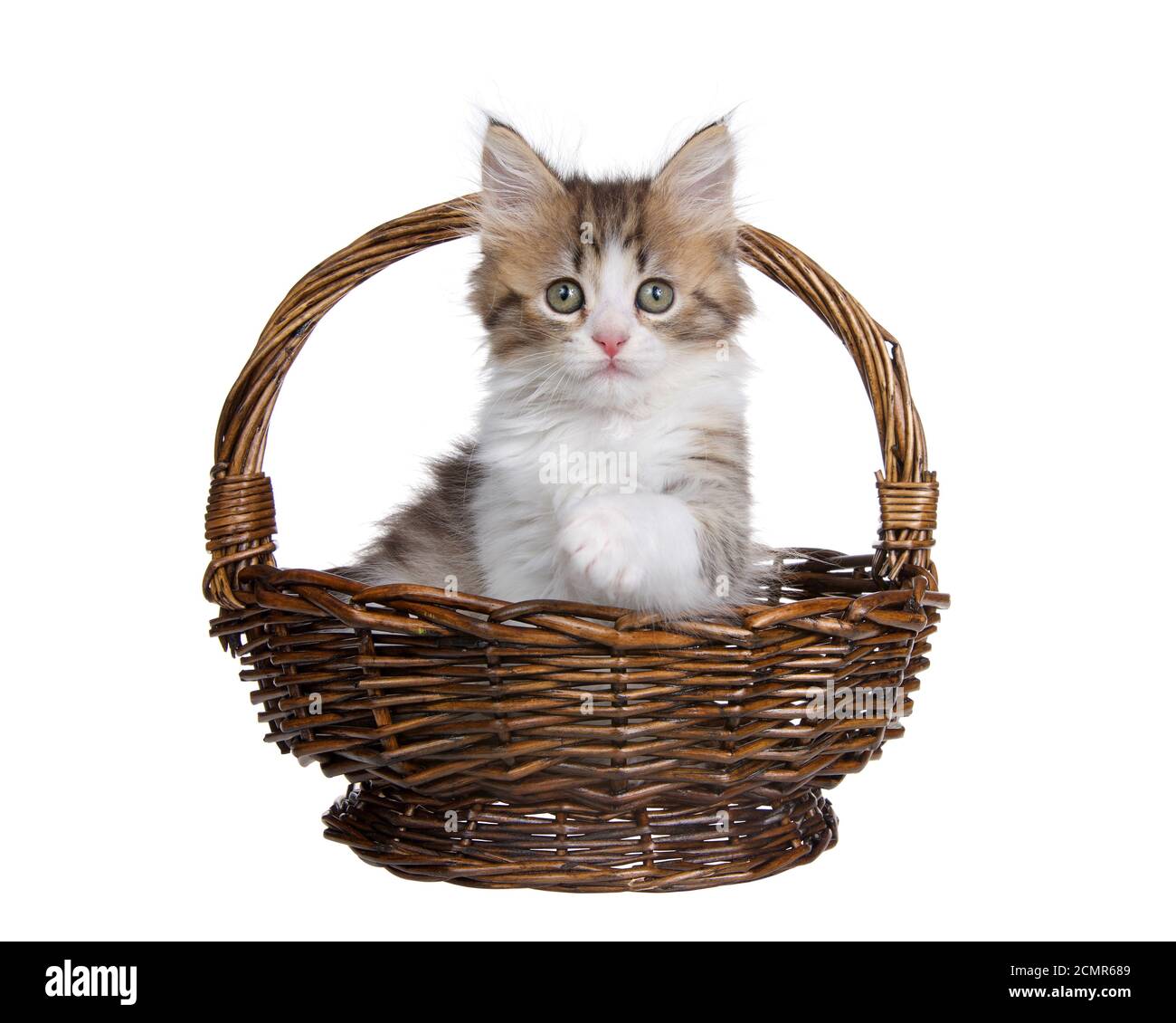 Gatito noruego Forrest de pelo largo marrón y blanco sentado en una cesta tejida de mimbre marrón con una pata que llega hacia adelante, mirando directamente a la vida Foto de stock