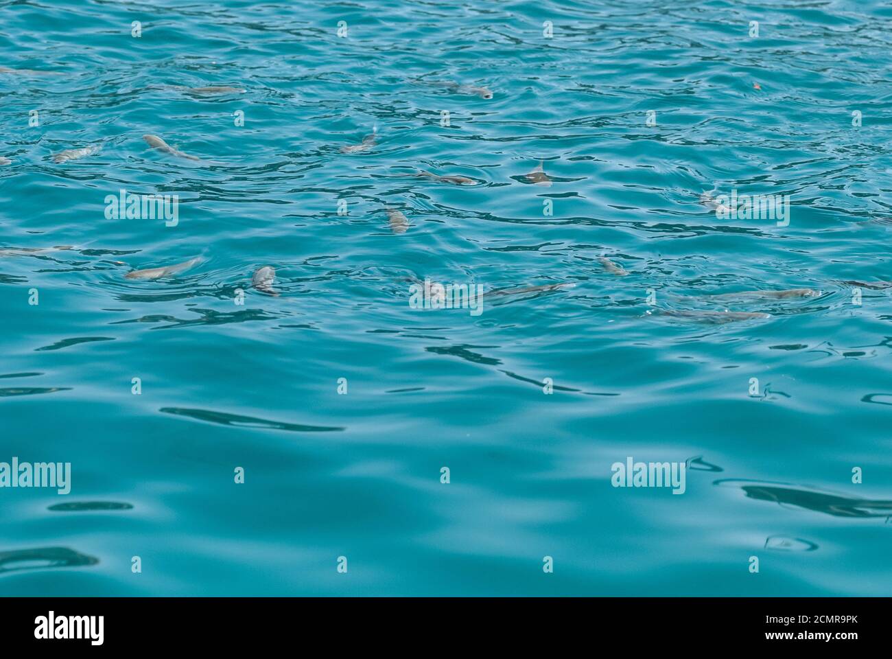 Gran angular de un hermoso mar turquesa agua del océano superficie con ondas bajas y ondas sutiles sobre fondo marino con s Foto de stock