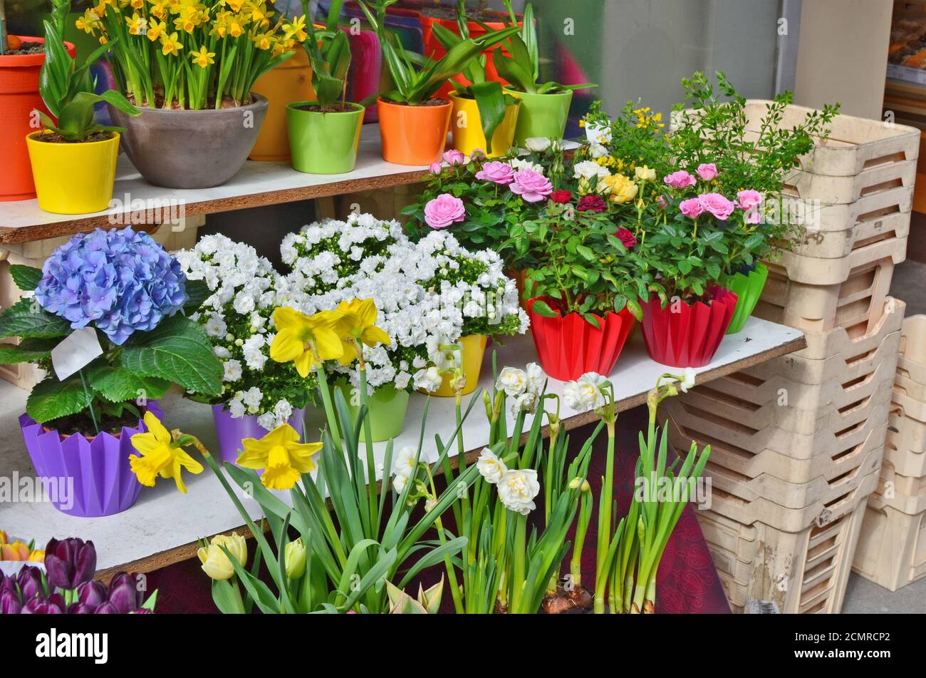 Flores de primavera - narcisos y tulipanes en macetas están en Venta en la calle de abril de la ciudad solar Foto de stock