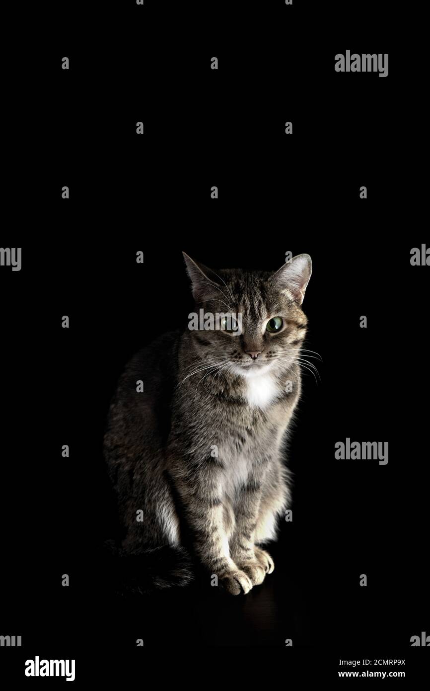 Retrato de un manchado, De pelo corto gato sobre un fondo oscuro Foto de stock