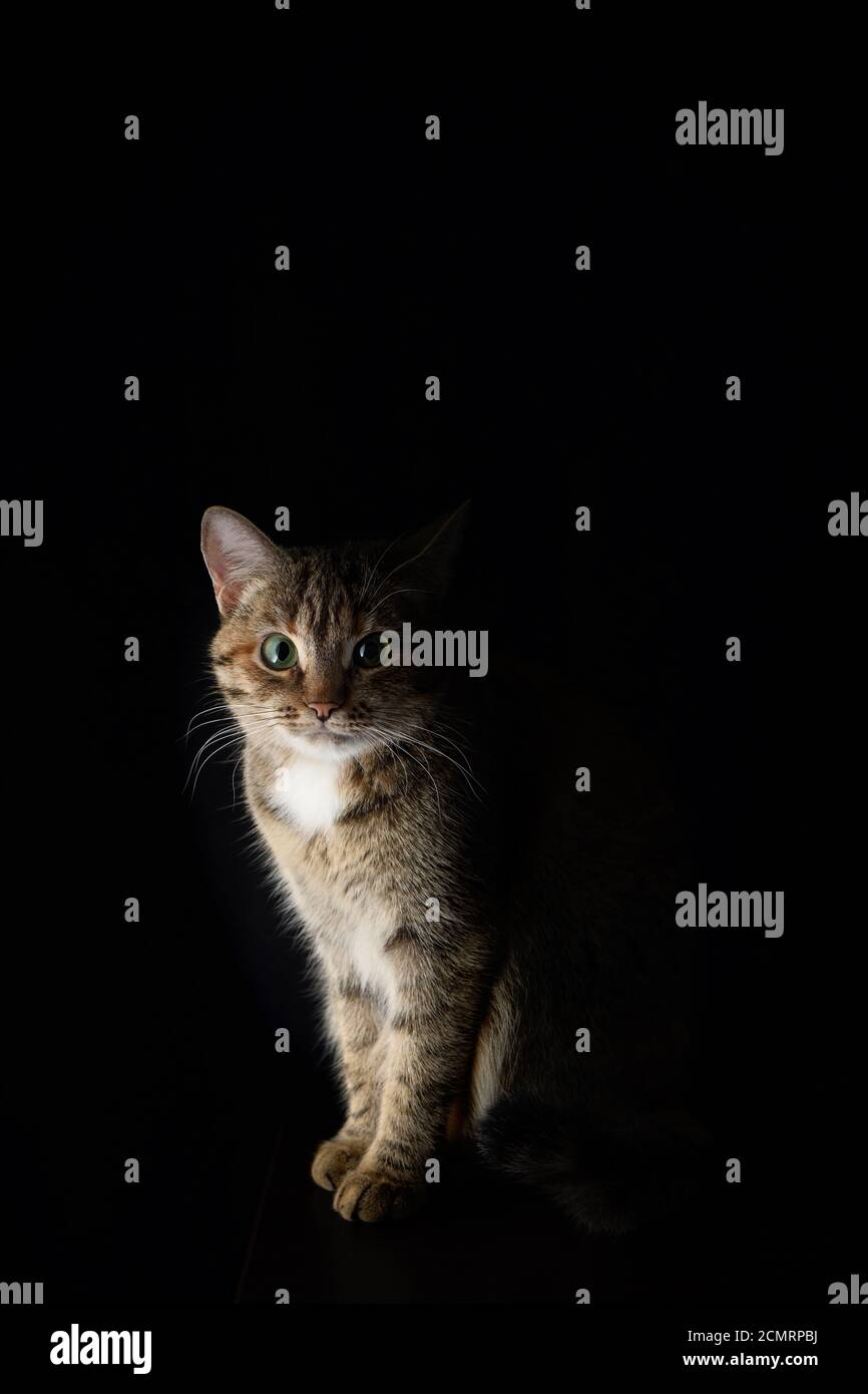 Retrato de un manchado, De pelo corto gato sobre un fondo oscuro Foto de stock