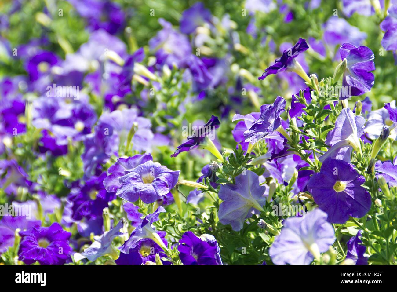 flores de petunia de color blanco y púrpura Foto de stock