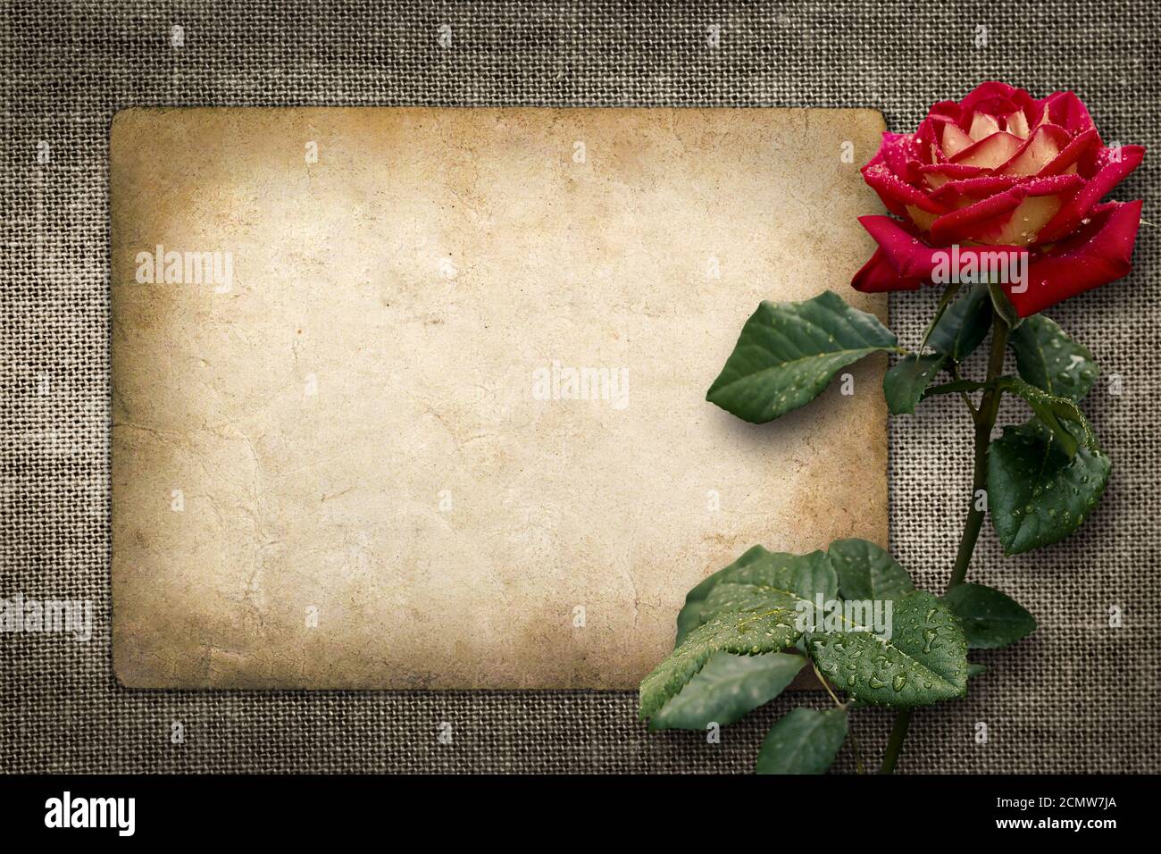 Tarjeta de felicitación o invitación con rosa roja en estilo vintage Foto de stock