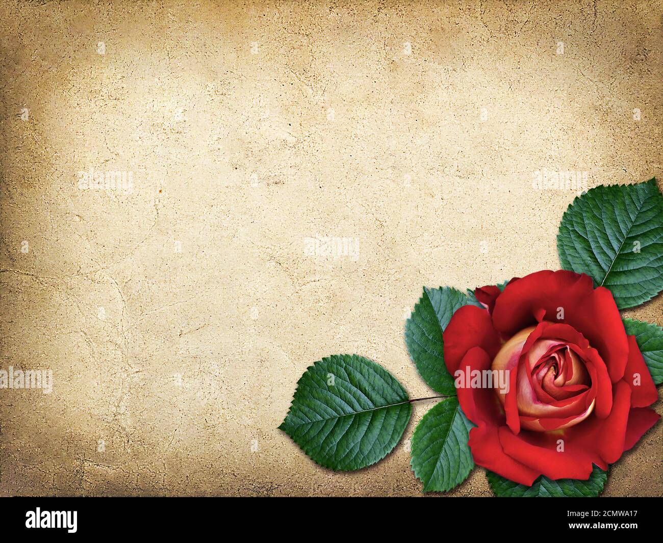 Vintage tarjeta de felicitaciones con tres rosa roja en estilo vintage Foto de stock