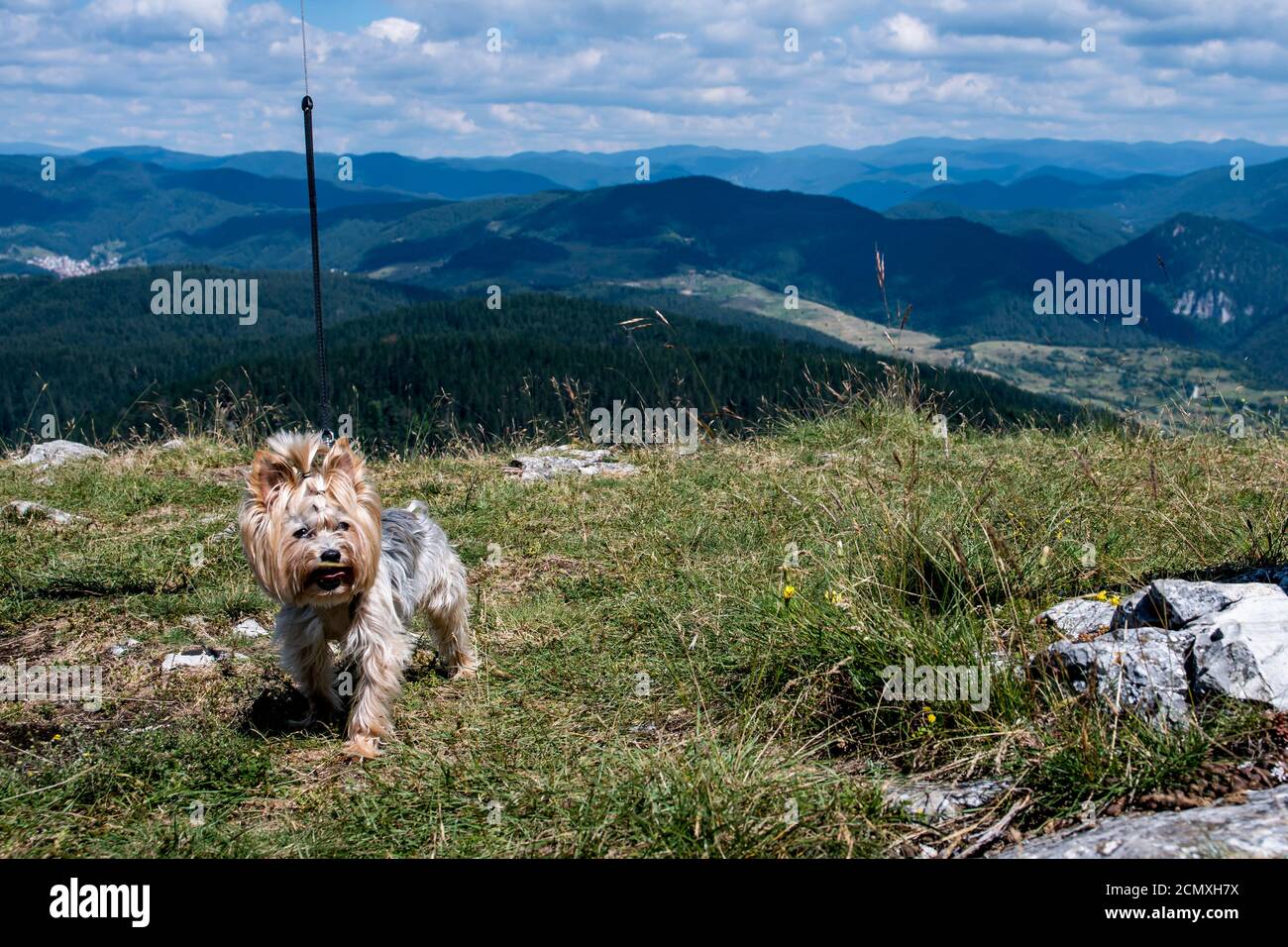 Un perro del terrier de Yorkshire parado en un campo con un montaña en el fondo Foto de stock