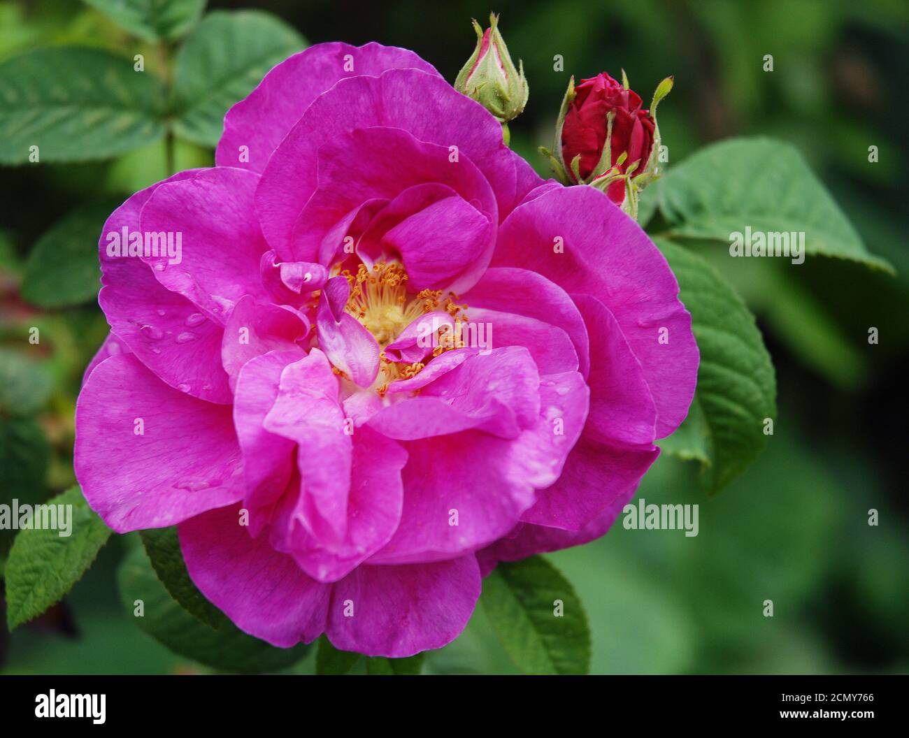 Rosa gallica var officinalis fotografías e imágenes de alta resolución ...