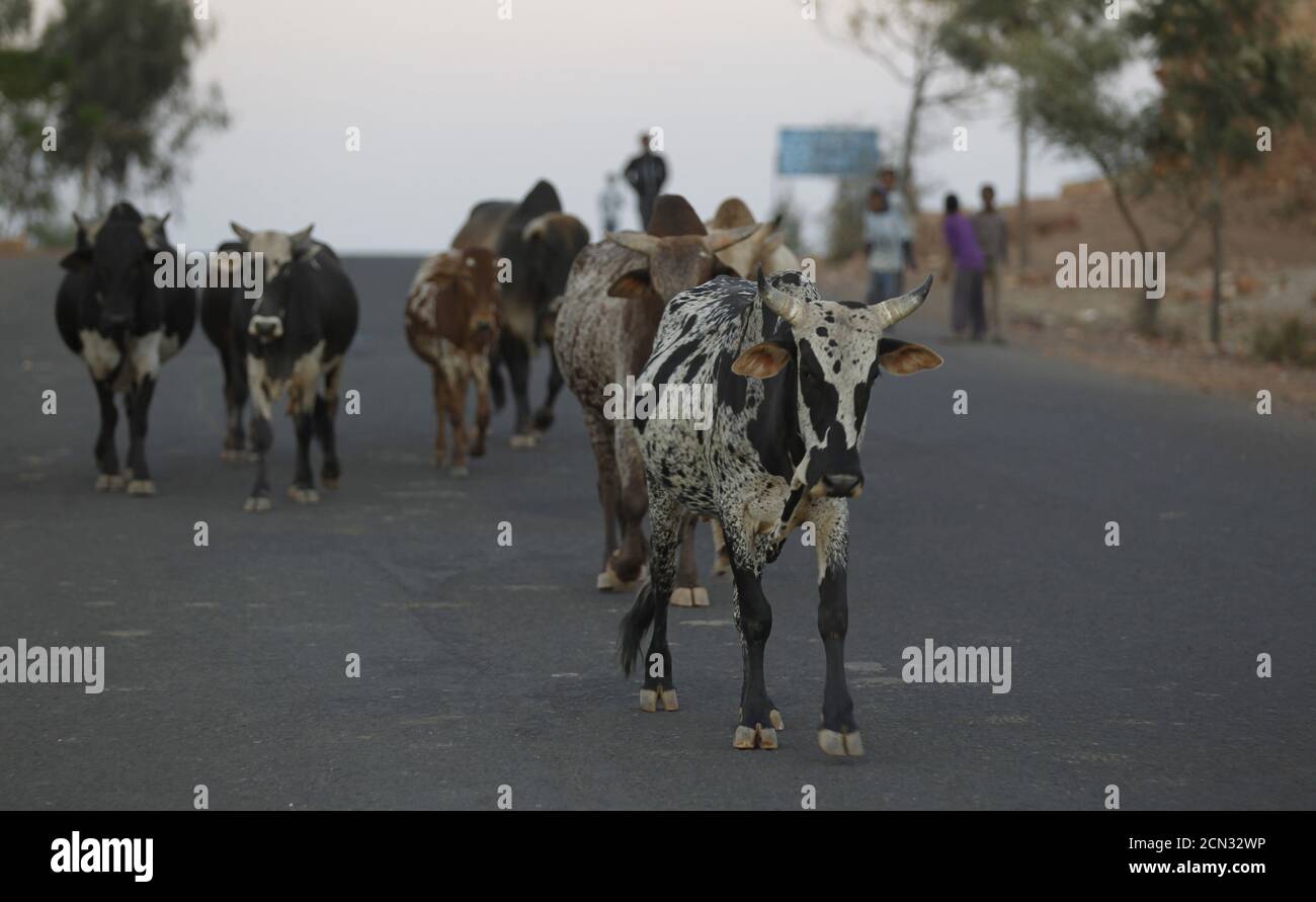 Los pastores caminan por sus casas durante la puesta de sol en las afueras de Asmara, capital de Eritrea, el 21 de febrero de 2016. Foto tomada el 21 de febrero de 2016. Para coincidir con Insight ERITREA-POLÍTICA/ REUTERS/Thomas Mukoya Foto de stock