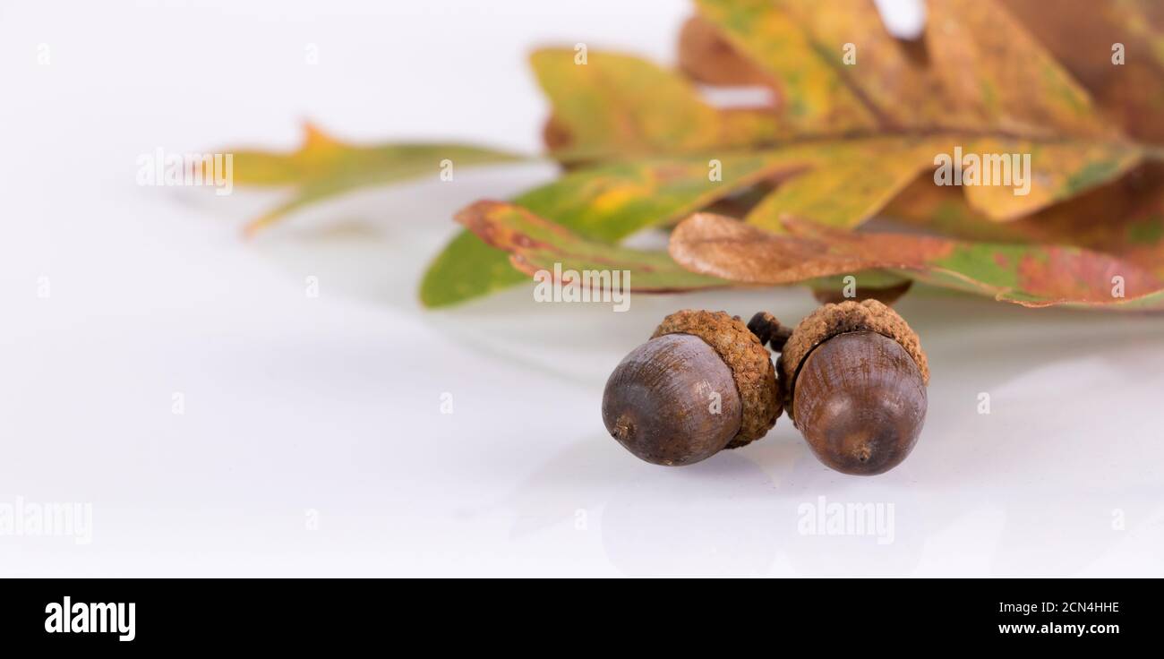 Bellotas y hojas de roble aisladas sobre fondo blanco otoño/otoño Foto de stock