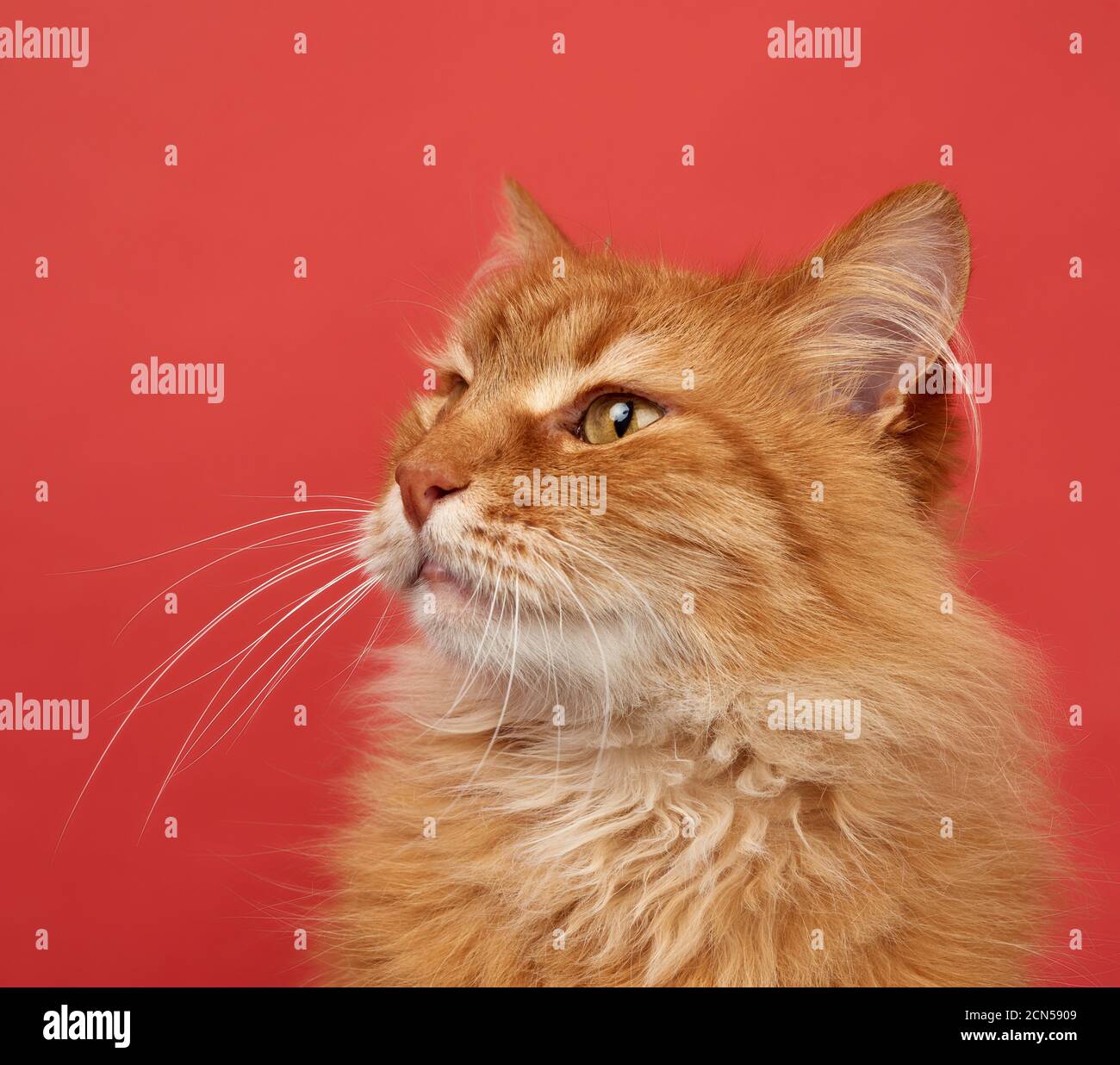 retrato de un gato adulto de jengibre esponjoso sobre un fondo rojo Foto de stock