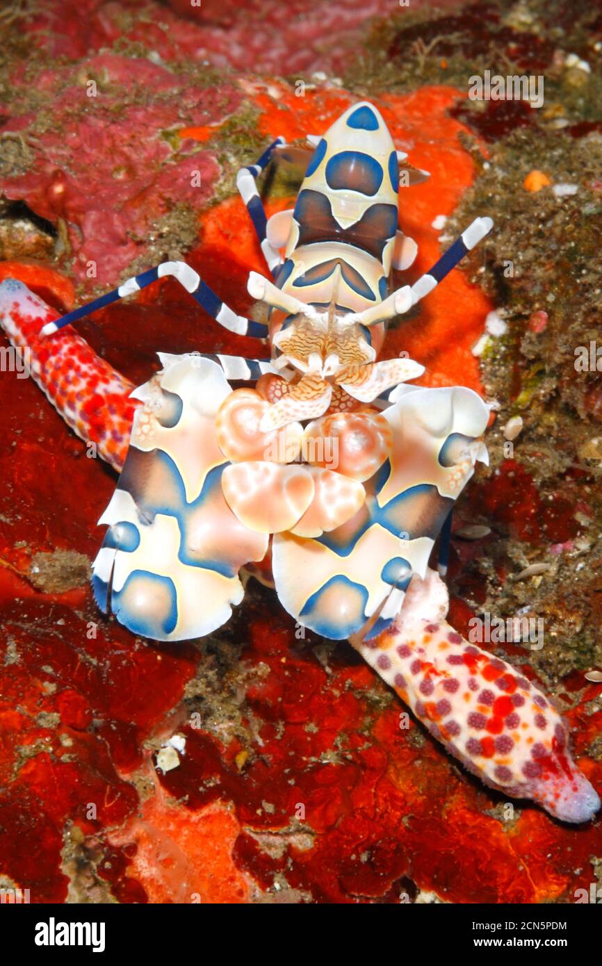Harlequin Shrimp, Hymenocera picta, con su comida de estrella de mar, un cometa sea Star, Linckia multifora. Tulamben, Bali, Indonesia. Bali Mar, Océano Índico Foto de stock