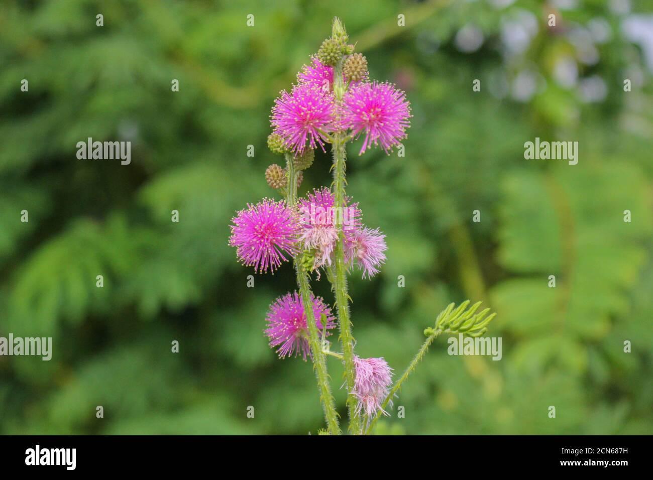 Hermosa flor de espina, flor rosa, flor en asia imágenes Foto de stock