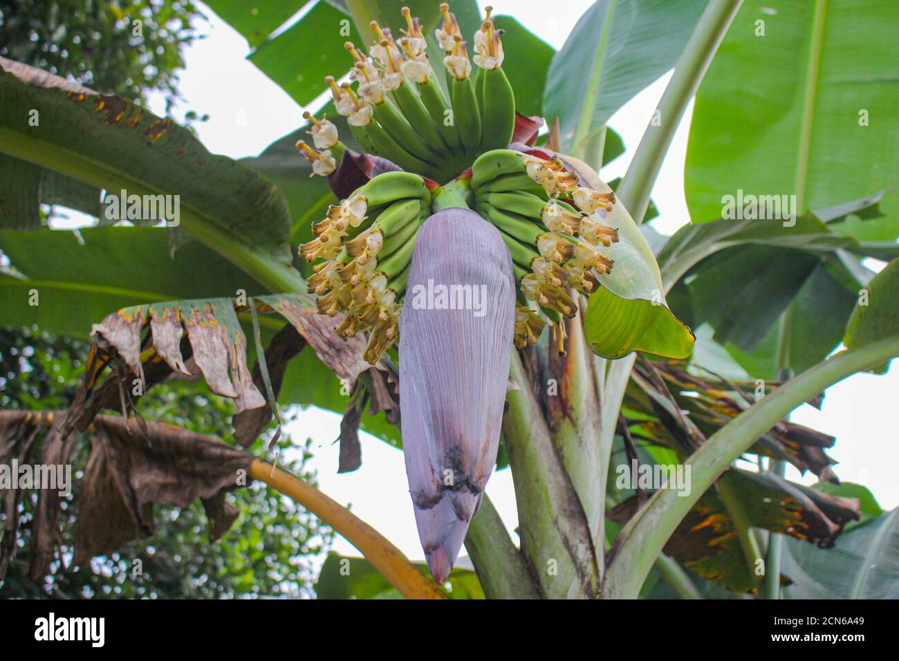 Plátano flor, plátano joven, popular en los países asiáticos y una variedad de métodos de cocción de alimentos Foto de stock