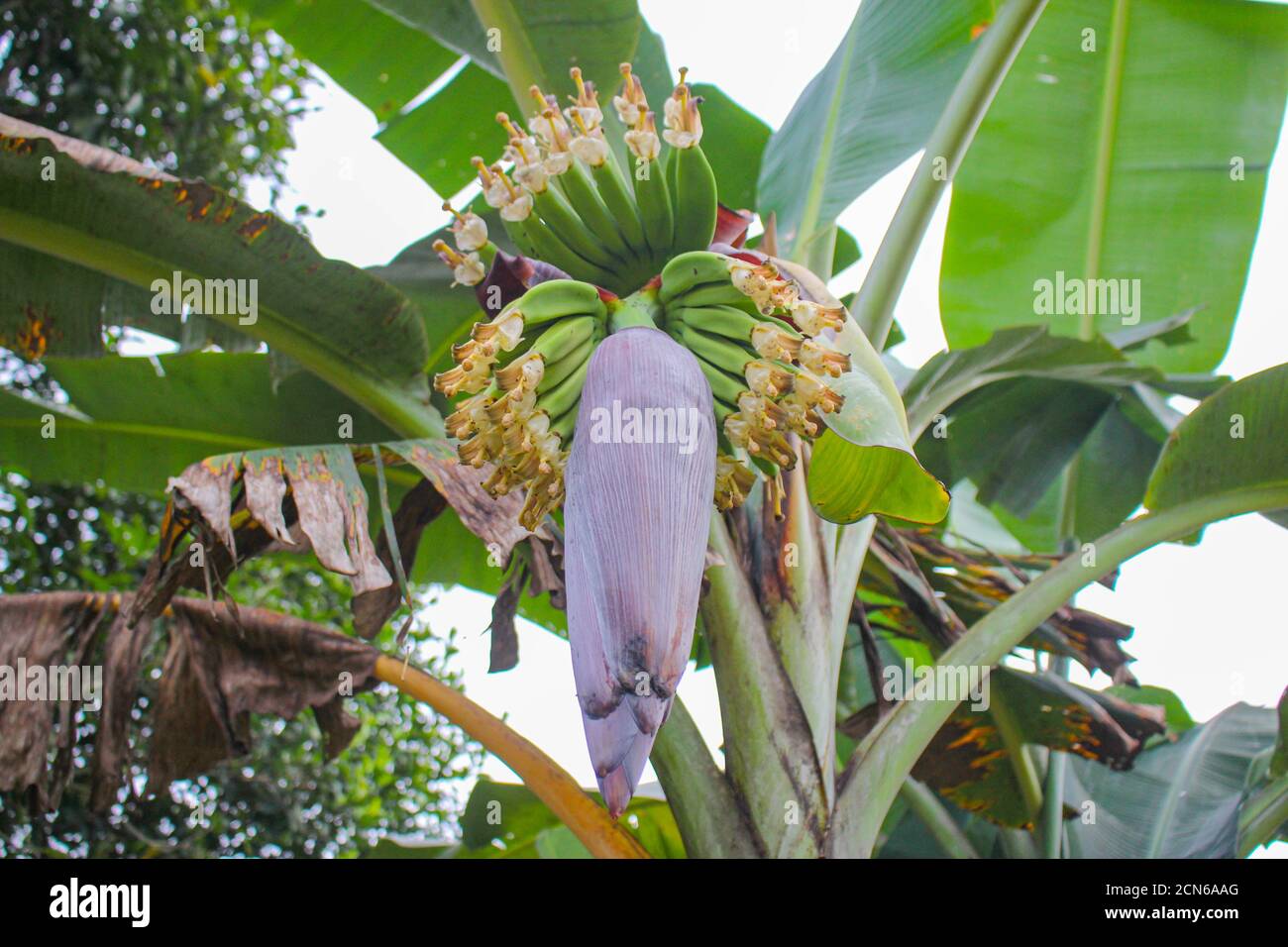 Plátano flor, plátano joven, popular en los países asiáticos y una variedad de métodos de cocción de alimentos Foto de stock