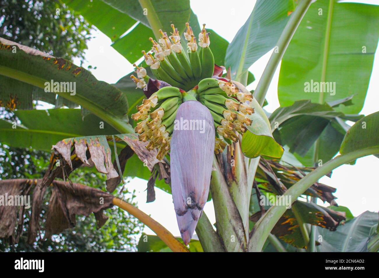 Plátano flor, plátano joven, popular en los países asiáticos y una variedad de métodos de cocción de alimentos Foto de stock