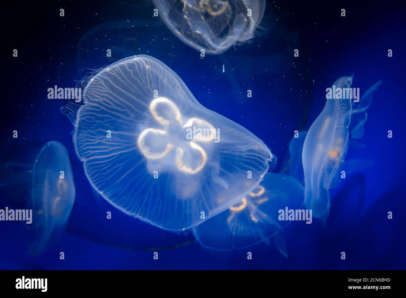 Común medusas bajo el agua vista de cerca Foto de stock