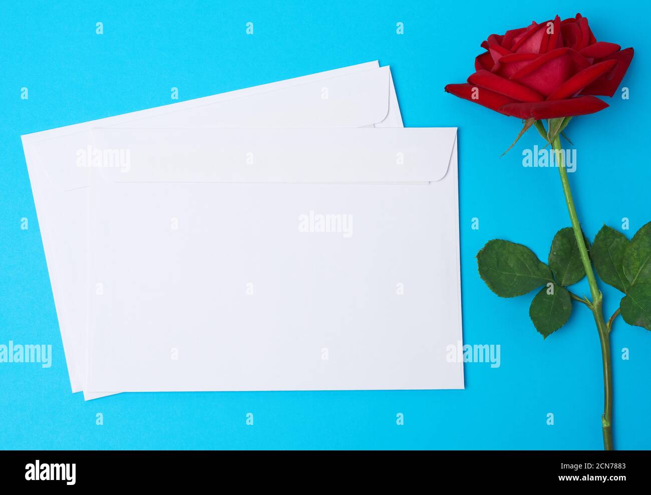 rosa en flor roja y sobre de papel blanco sobre un azul antecedentes  Fotografía de stock - Alamy