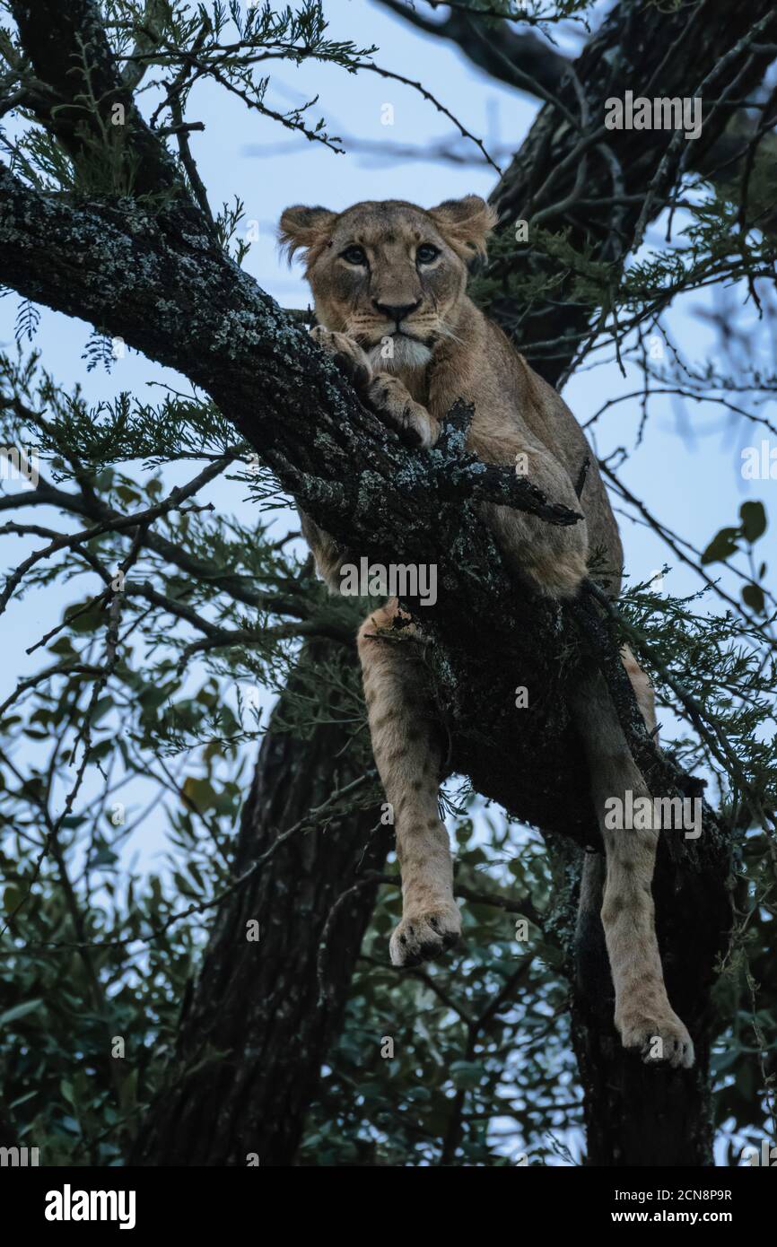 Leona en un árbol, Parque Nacional de Nairobi, Kenia Foto de stock