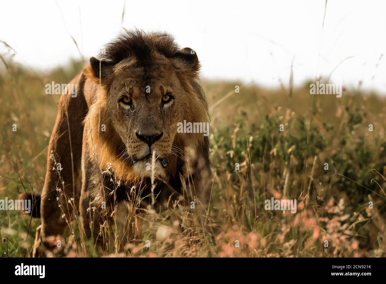 Retrato un león caminando y mirando a la cámara, Parque Nacional de Nairobi, Kenia Foto de stock