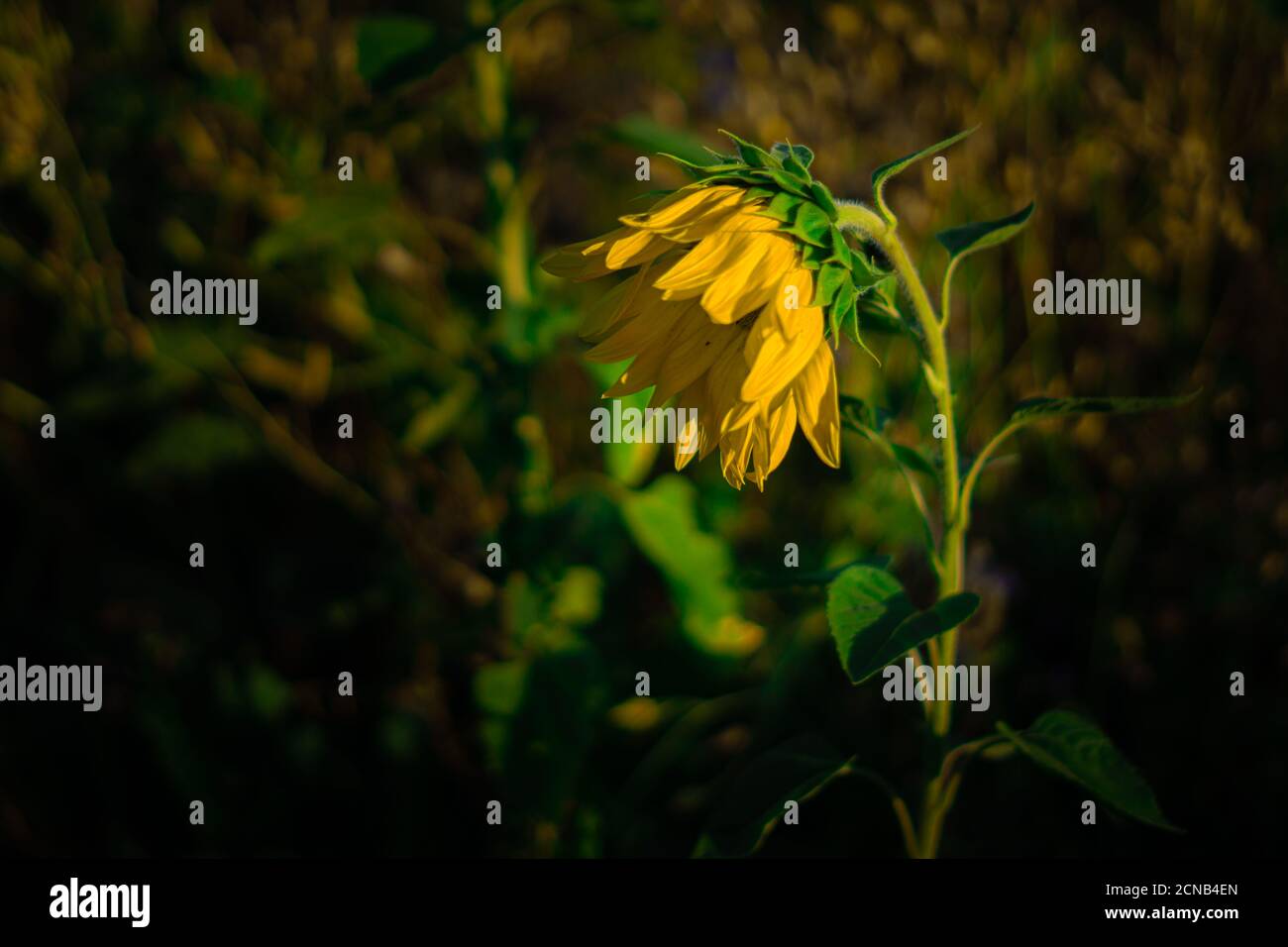 Thirsty Sunflower - cambio climático y calentamiento global Foto de stock