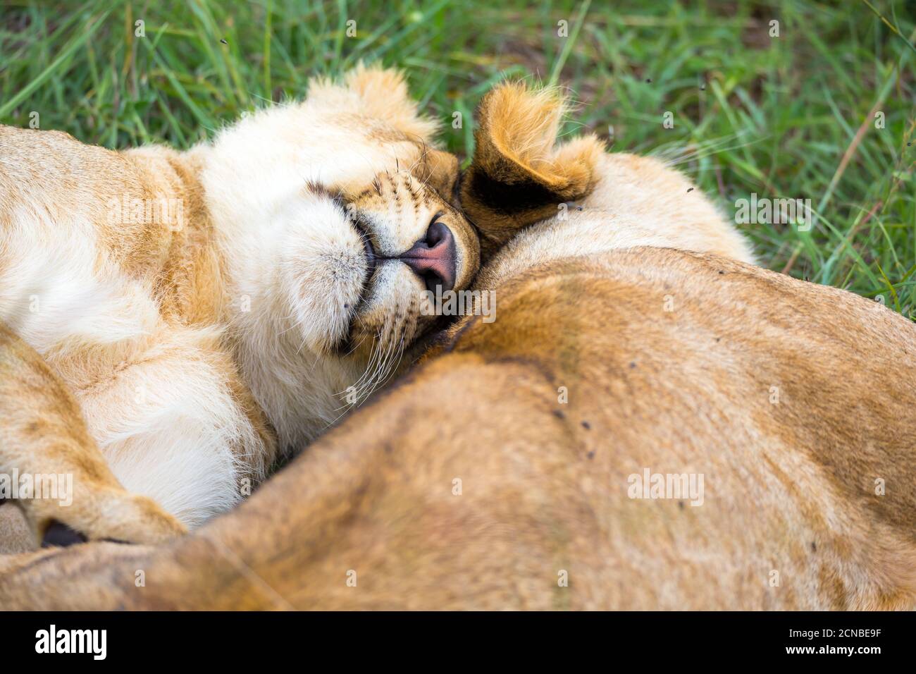 Dos leones jóvenes se acurruca y juegan unos con otros Foto de stock