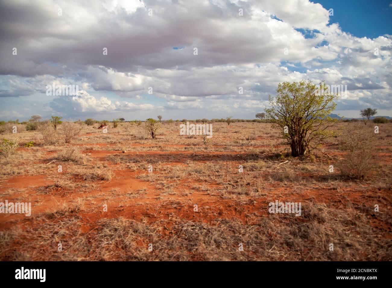 Paisaje con suelo rojo, árboles, cielo azul con nubes blancas, Kenya Foto de stock