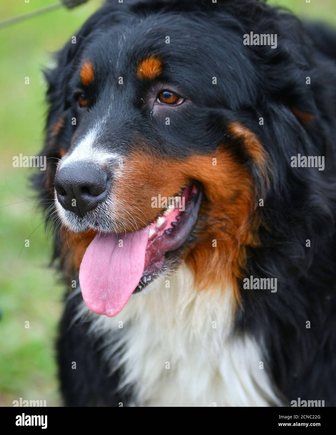 Perro de montaña o pastor Bernés en un paseo un día de verano Fotografía de  stock - Alamy