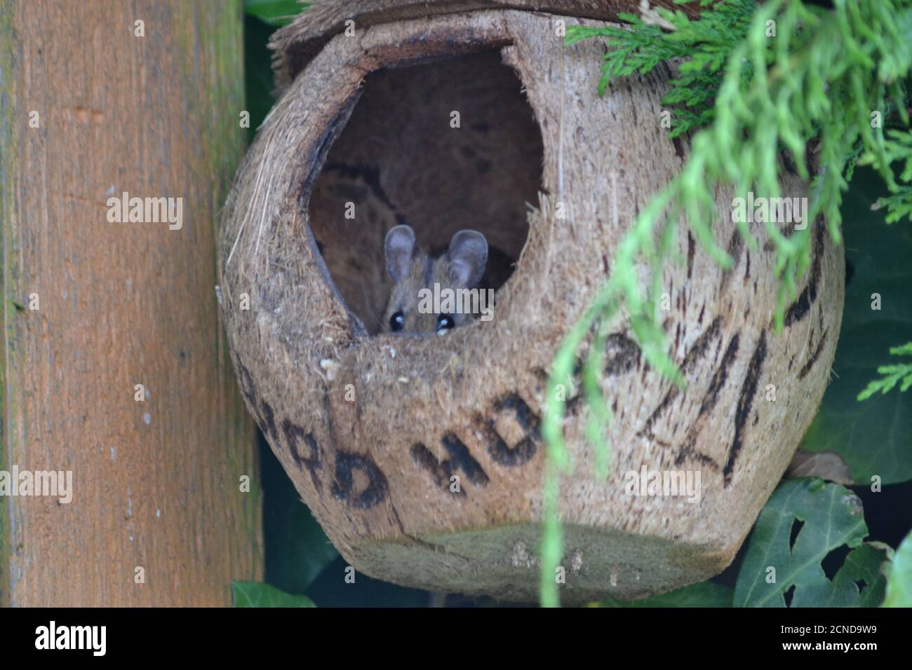 Ratón de campo (Apodemus sylvaticus) en una casa de aves. Yorkshire del Norte Foto de stock