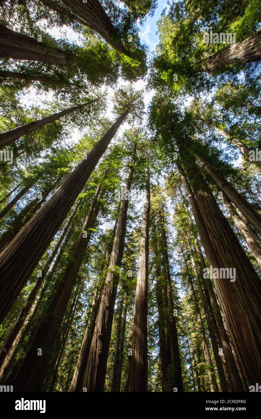 Entre las secoyas gigantes en el Boy Scout Tree Trail en Jedediah Smith Redwoods State Park, California, Estados Unidos de América Foto de stock