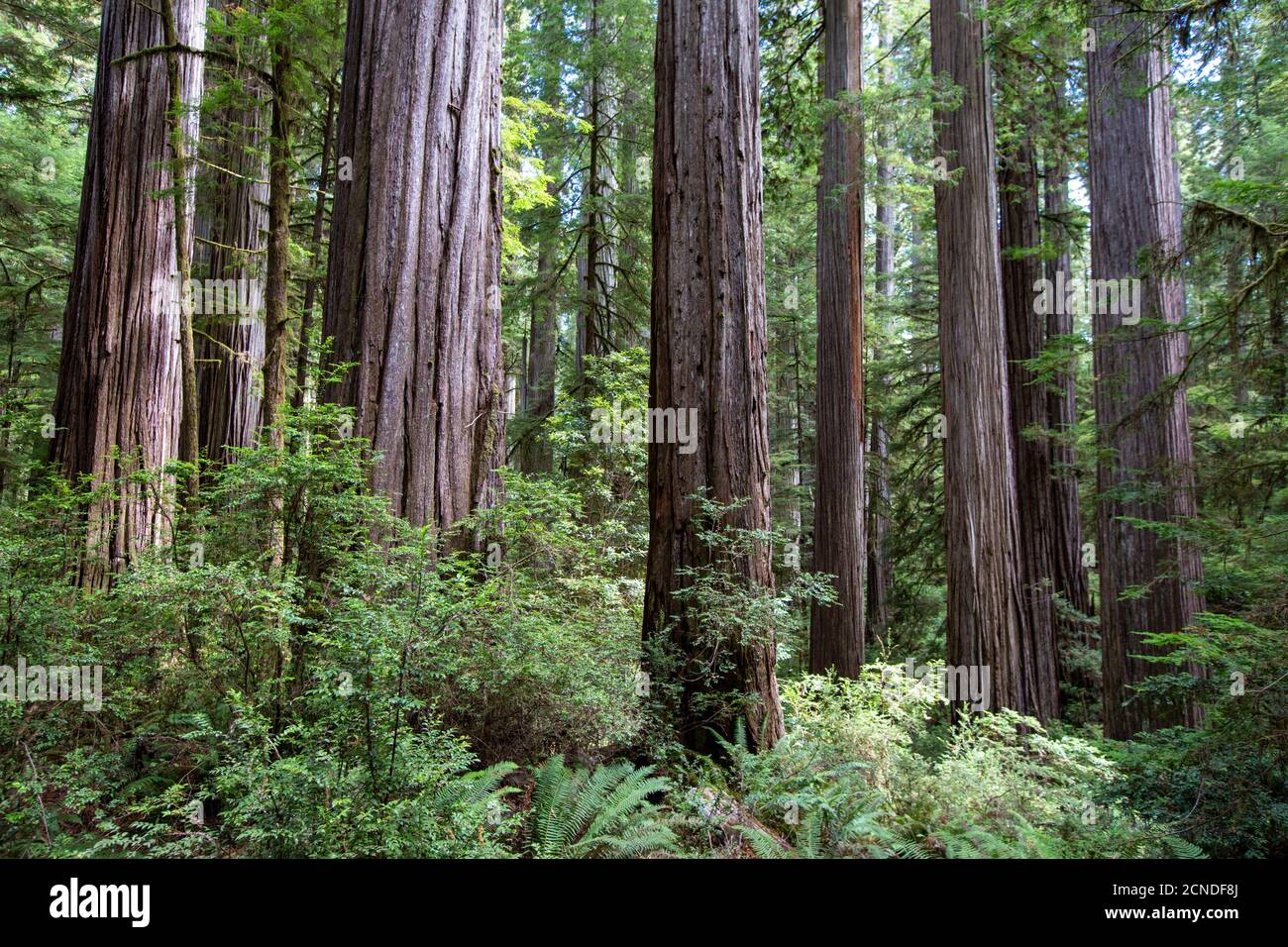Entre las secoyas gigantes en el Boy Scout Tree Trail en Jedediah Smith Redwoods State Park, California, Estados Unidos de América Foto de stock