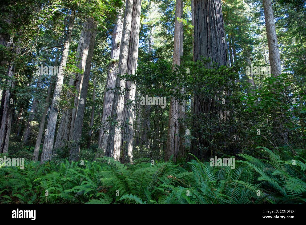 Árboles gigantes de secoya en el Trillium Trail, Redwood National and State Parks, California, Estados Unidos de América Foto de stock